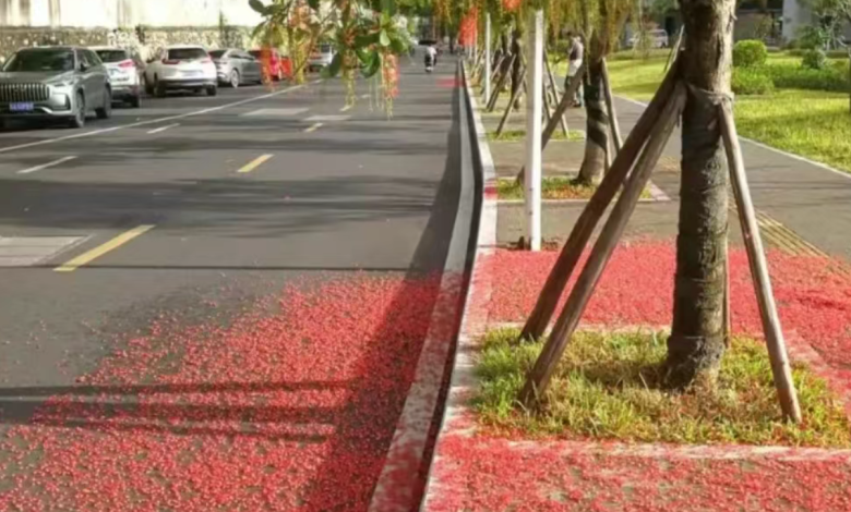The Red-Flowered Street Plants of Guangzhou: A Vibrant Urban Flora Guide